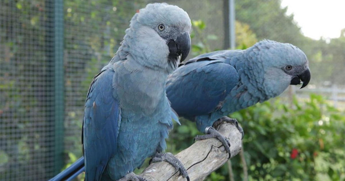 Animais Extintos