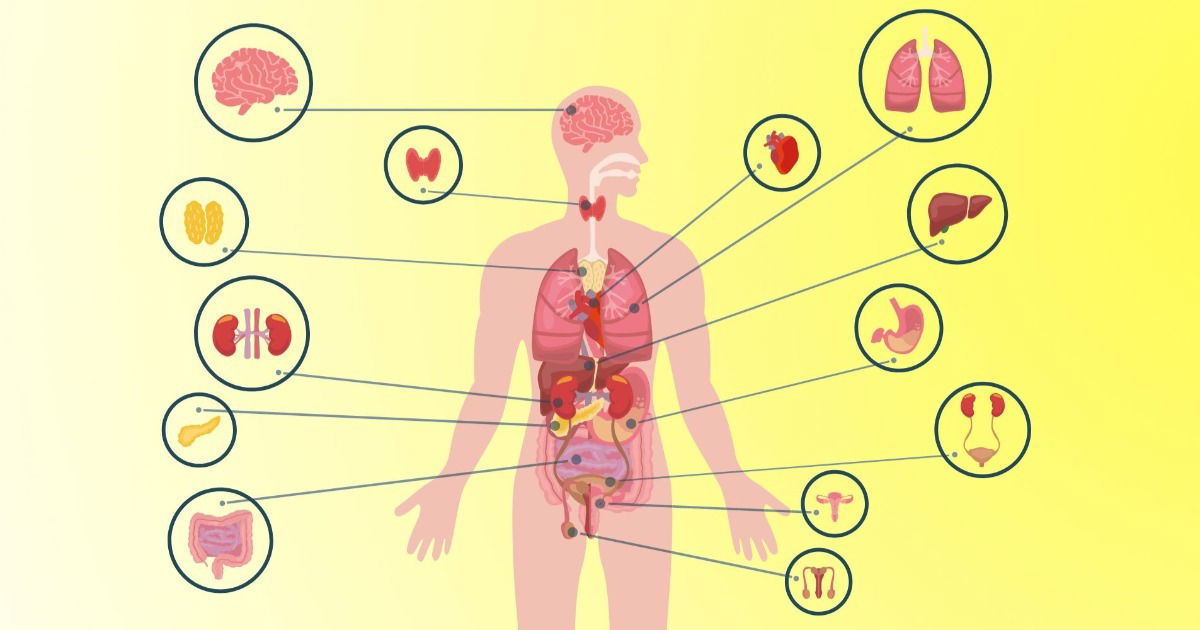 Corpo Humano