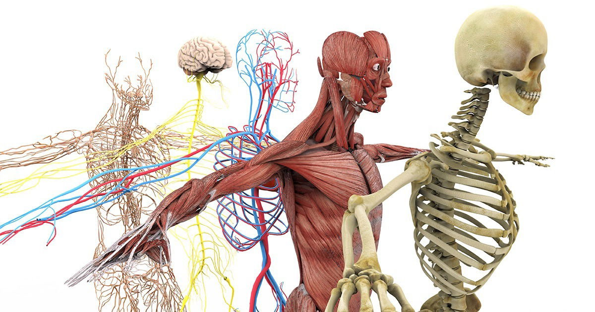 Sistemas do Corpo Humano